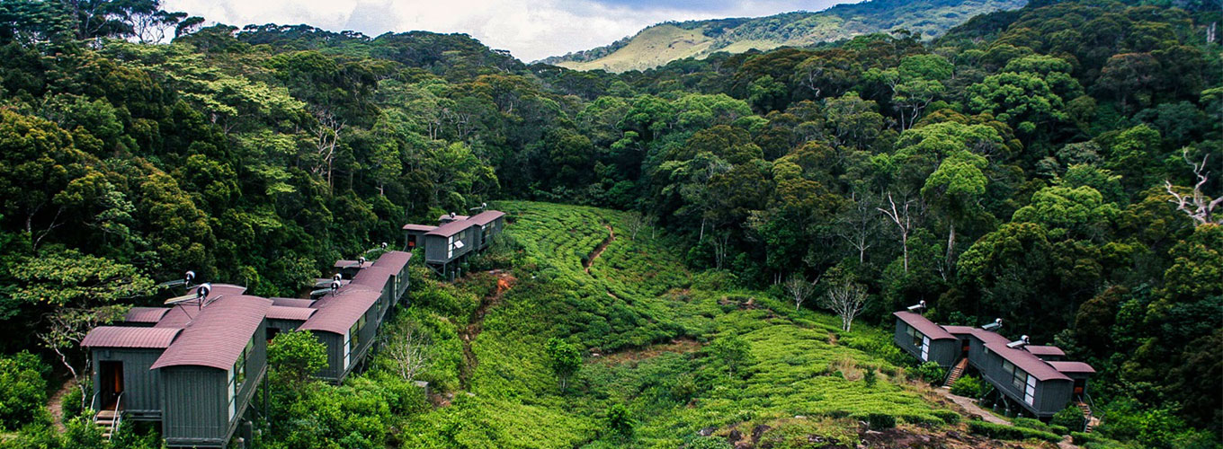 Sinharaja Rain Forest Eco Lodge Sinharaja Hotels The Rainforest sinharaja-rain-forest-eco-lodge-sinharaja-hotels-the-rainforest